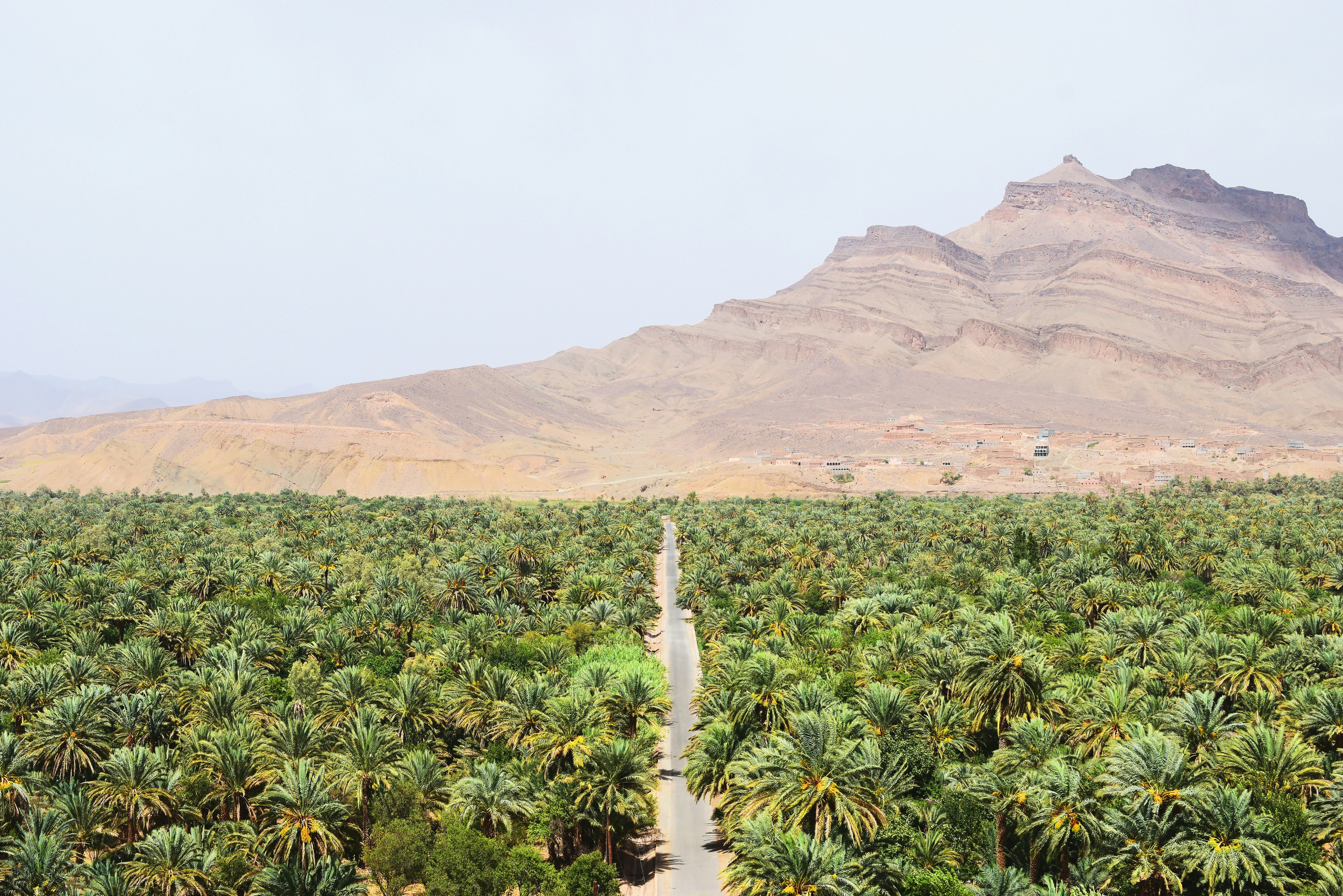 road between green coconut trees at daytime